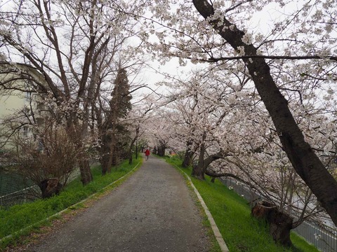 20230325玉川沿い桜 (3)