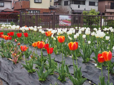 20220413三箇牧チューリップ (13)