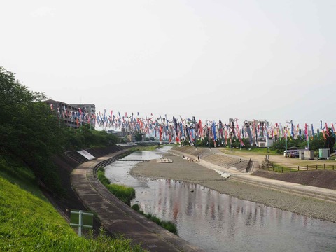 20240426こいのぼり (2)