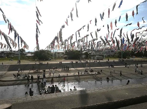 20240427こいのぼり (3)