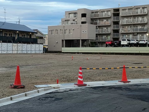 20250717コスモス (3)