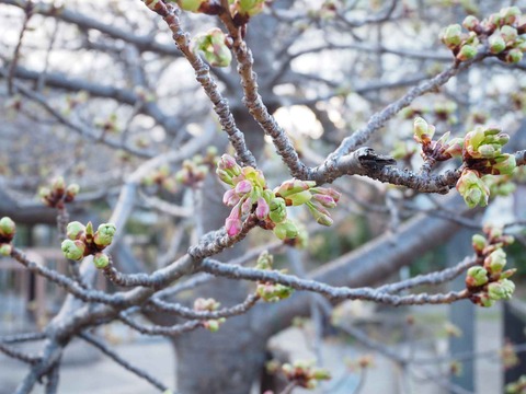 20240218河津桜 (8)