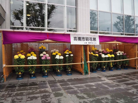 20221101菊花展 (4)