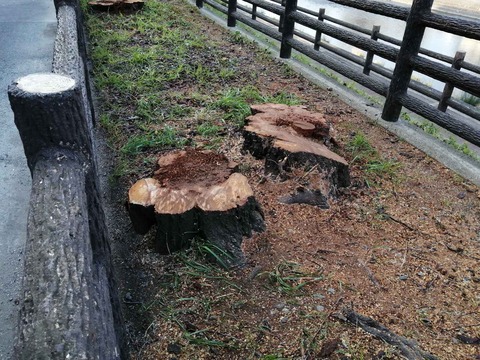 20240315芥川サクラ伐採 (2)