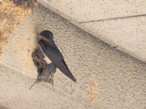 20230413つばめ (6)