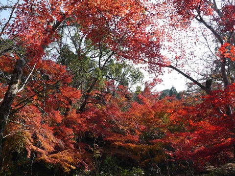 kabuzan20181127_14