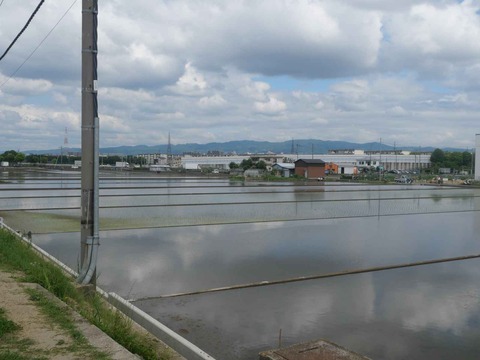 20240604西面田植え (3)