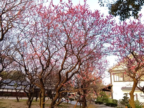 20250325高槻城公園梅 (4)