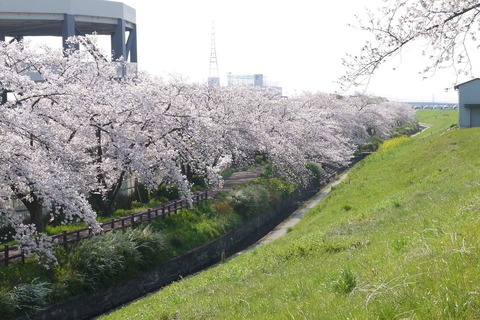 20200404sinkawa12