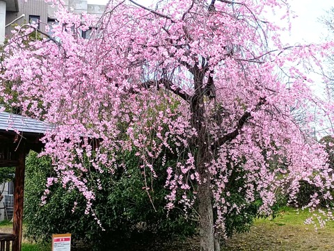 2025小寺池公園 (7)