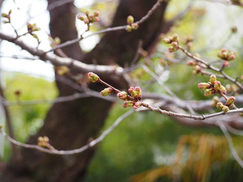 20220320桜芥川 (4)