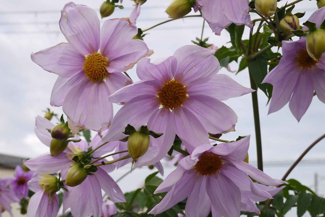 高槻の街かどで満開なこの花は何 とても背が高くて紫の花が特徴 19年 高槻network新聞