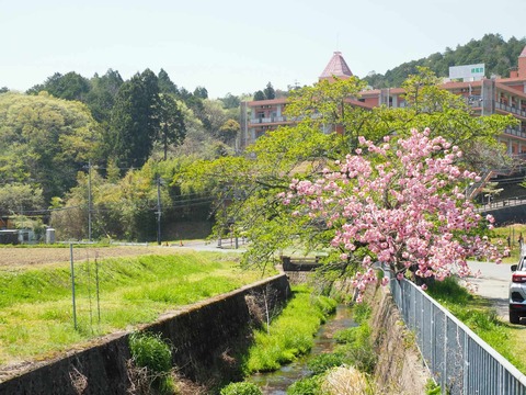 20250427樫田桜 (18)