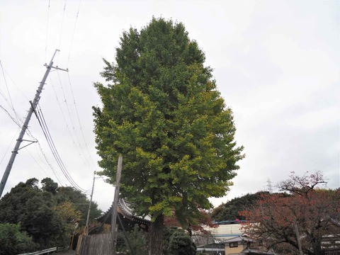 20221124一乗寺 (4)