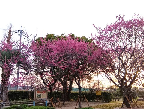 20250325高槻城公園梅 (2)