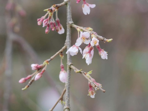 20260318摂津峡公園 (14)