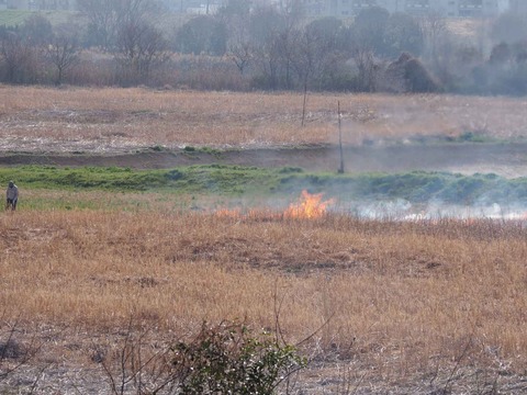 20230312ヨシ焼き (18)
