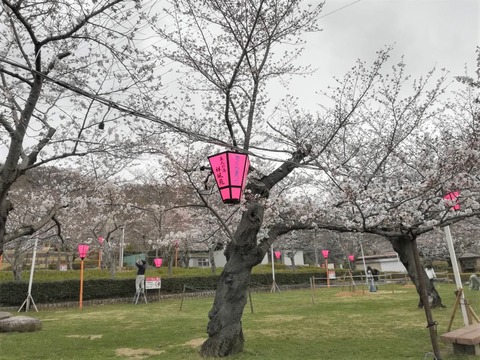 20230324摂津峡公園 (3)