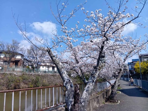 20260403安岡寺町 (3)