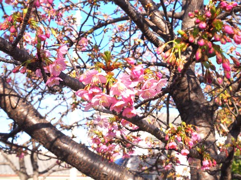 20240224筒井池河津桜 (2)