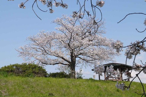 20200404sinkawa22