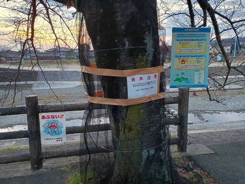 20251220桜堤伐採予定 (6)