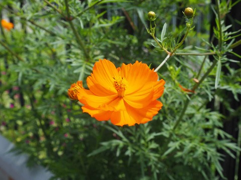 20220924キバナコスモス (7)