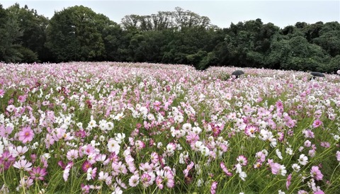 20221009万博記念公園 (7)