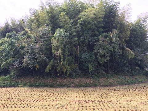banyama3