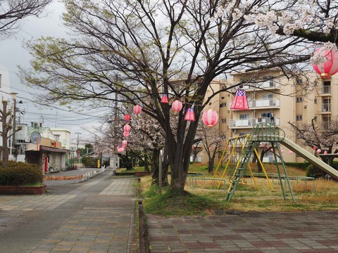20230324柱本サクラ (2)