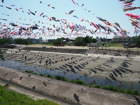 20250426こいのぼり (21)