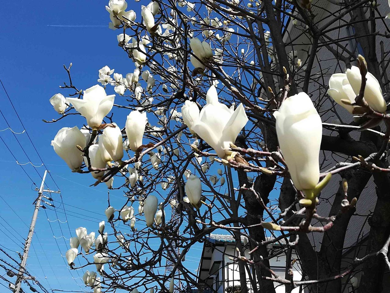 桜の前に街かどで咲くこの白い花は何 19年3月 高槻network新聞