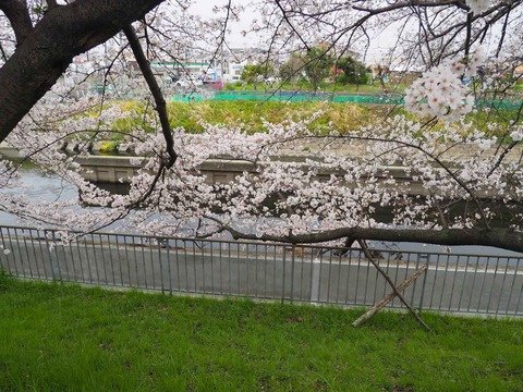 20230325玉川沿い桜 (4)