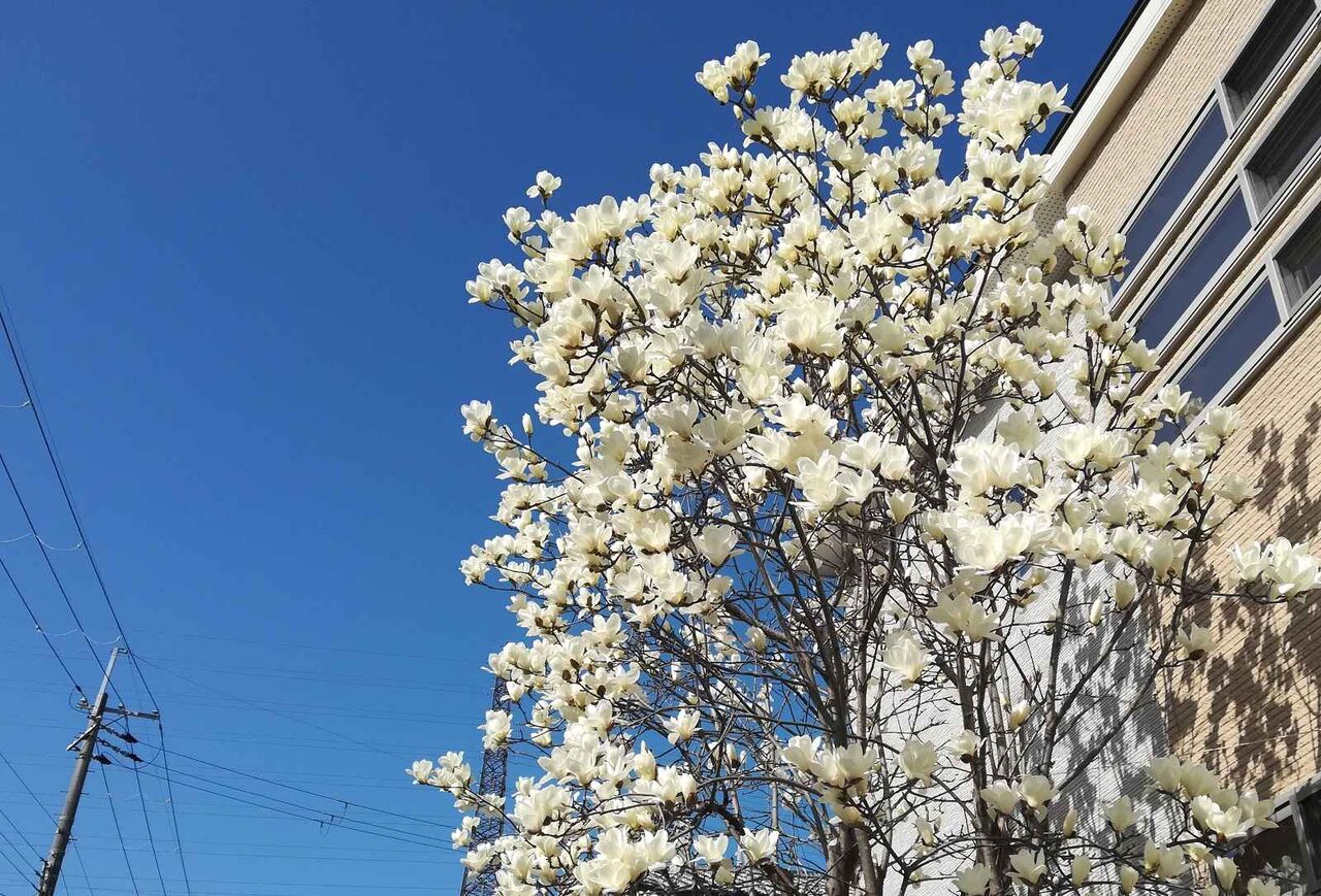 高槻の街かどの花 ハクモクレンが咲いてきてる 21年 高槻network新聞 高槻の街かどの花 ハクモクレンが咲いてきてる 21年 高槻network新聞