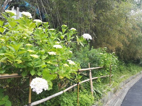 20230606アジサイ (1)