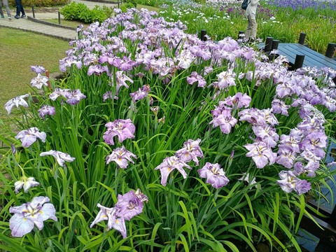 20260529城北菖蒲園 (6)