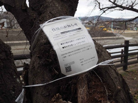 20240217芥川桜堤 (14)