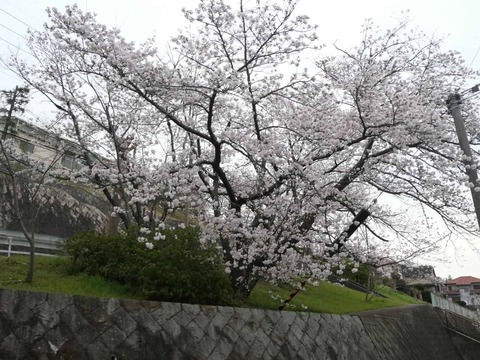 20260330安岡寺小学校