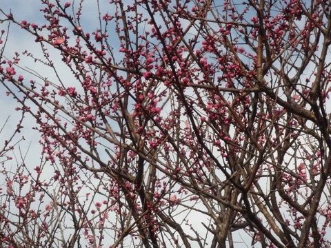 siroato_ume0311_5