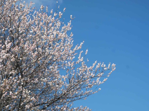 20260217西之川原 (15)