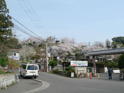 20250408桜 (20)