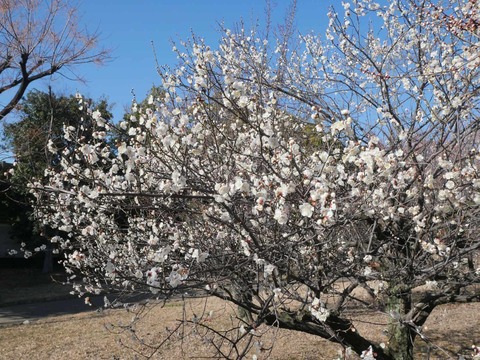20260217茨木梅林 (8)