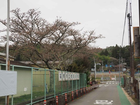 20230325樫田方面桜 (8)