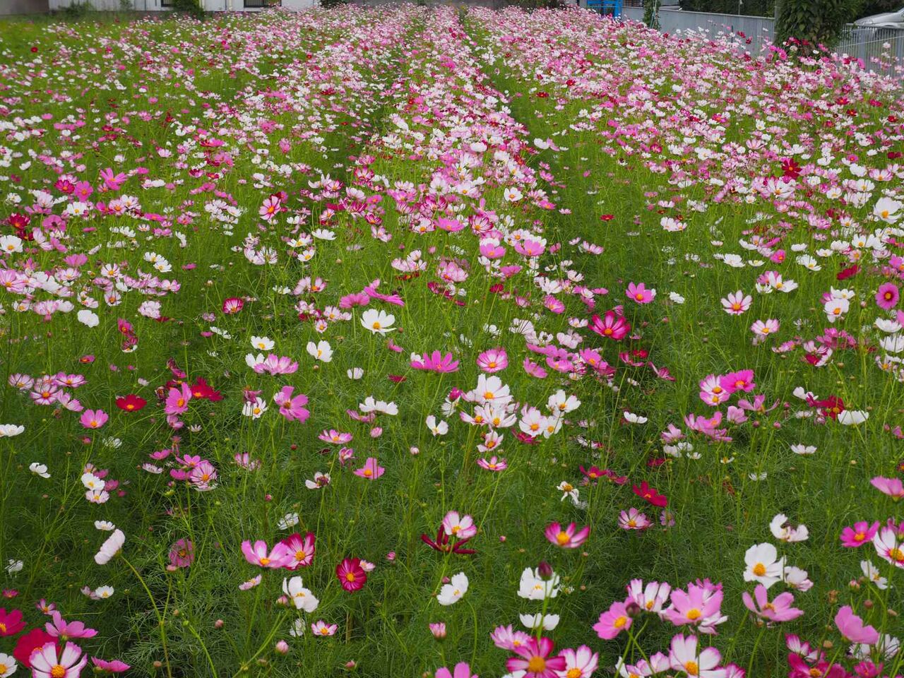 三島江 コスモスが咲いてきている 2023年10月3日 : 高槻Network新聞