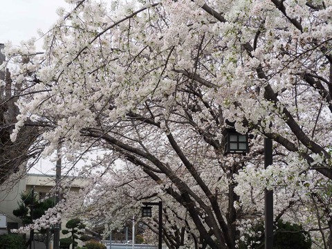 20230325筒井池公園 (22)