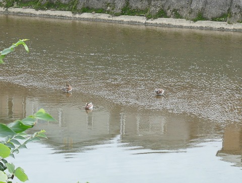 20251019ヒドリガモ (12)