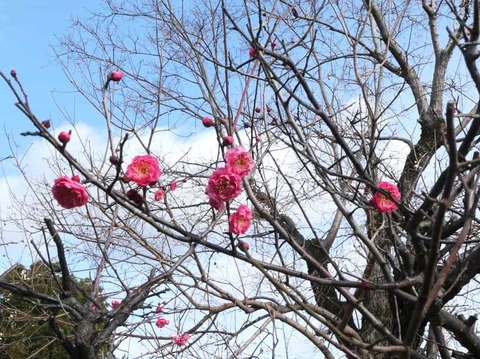 20260128梅南部 (4)