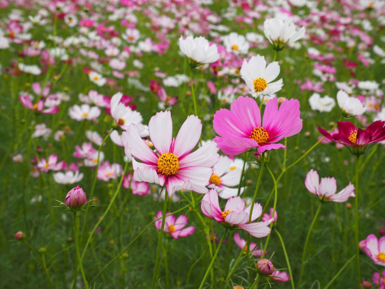 コスモス 園芸ネット本店｜コスモス（わい性）：ソナタミックス4号鉢植え* の
