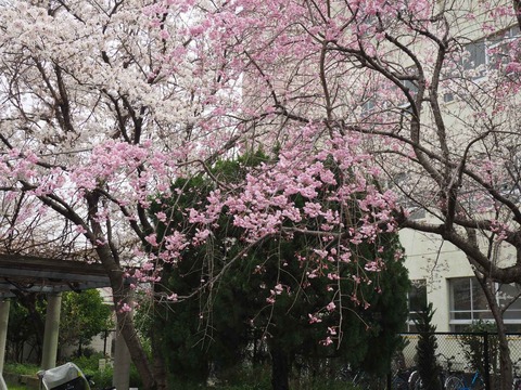 20230325玉川小学校 (5)