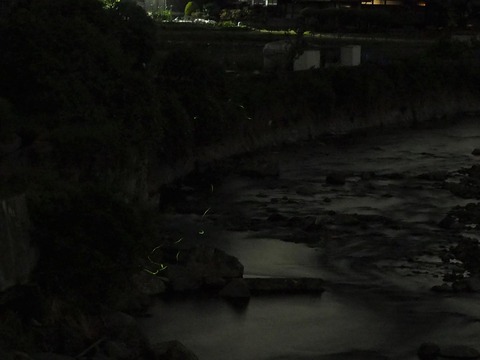 20230521ホタル (13)